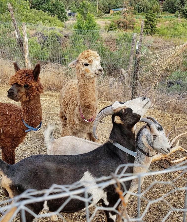 Taos Goji Farm & Eco-Lodge Retreat 아로요 세코 외부 사진