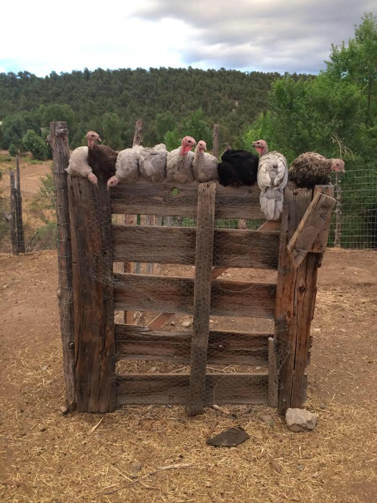 Taos Goji Farm & Eco-Lodge Retreat 아로요 세코 외부 사진